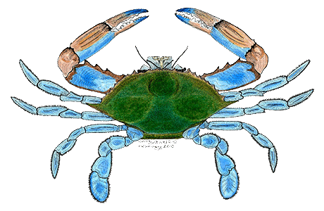 A-Male-Blue-Crab