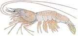species-lead_whiteshrimp