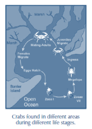 crab life cycle