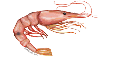 88_Shrimp, _Pink