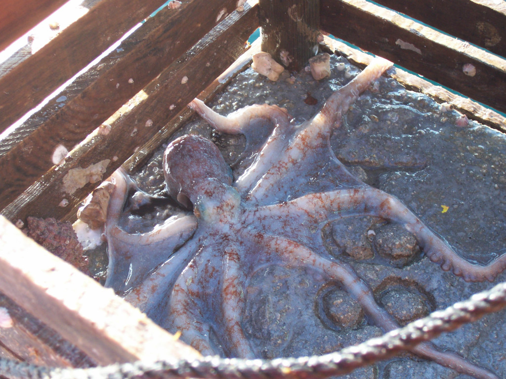 octopus in trap
