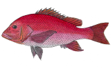 species-lead_red snapper