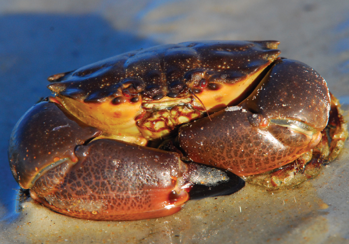 stone crab